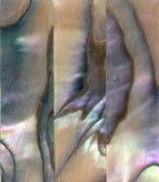 Abalone cello bow Slide