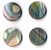 Abalone Eye